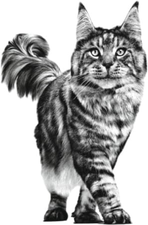 Royal Canin Renal Feline | 2 Kg
