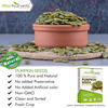 Attar Ayurveda Raw Pumpkin Seeds For Eating (250 Grams)