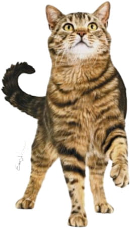 Royal Canin Appetite Control Care For Adult Cats | 400 Grams | Dry Food With Added Protein