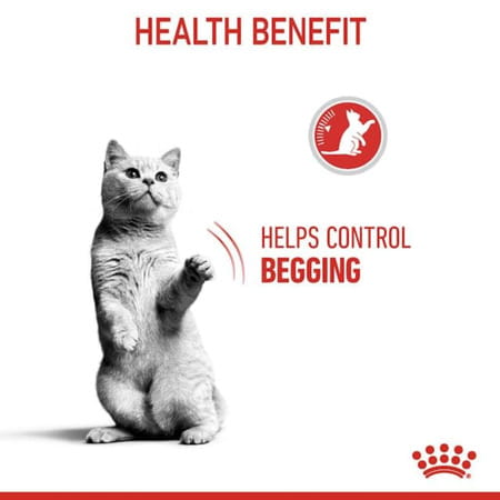 Royal Canin Appetite Control Care For Adult Cats | 400 Grams | Dry Food With Added Protein