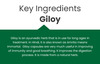 Vedikroots Giloy 60 Capsules 450 Mg 100% Organic | Tinospora Cordifolia | For Digestion(Pack Of 3)