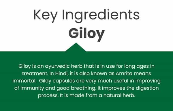 Vedikroots Giloy 60 Capsules 450 Mg 100% Organic | Tinospora Cordifolia | For Digestion(Pack Of 3)