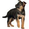 Royal Canin Maxi Puppy Food | 10 Kg | Dry Food | Supports Immune System & Digestive Health