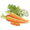 Biotique Carrot Seed Anti Aging After Bath Body Oil 120 Ml