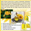 Earth N Pure Arnica Oil (15 Ml)