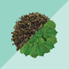 Tea Trunk Spearmint Green Tea -100G Tin