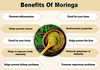 Ved Tattva Moringa Leaf Extract Tablets 500Mg Tablets 120 Count Moringa Oleifera Tablets