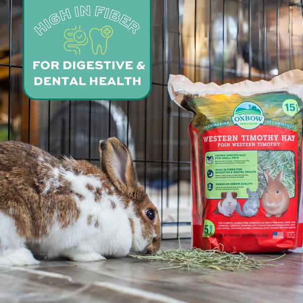Oxbow Animal Health Hamster Western Timothy Hay For Pets | 15-Ounce | All Life Stages | 1 Count