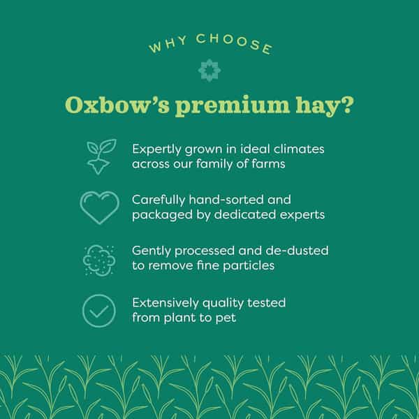 Oxbow Animal Health Hamster Western Timothy Hay For Pets | 15-Ounce | All Life Stages | 1 Count