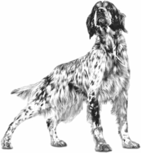 Royal Canin Veterinary Diet Canine Dry Hypoallergenic | 2 Kg For Adult Dogs