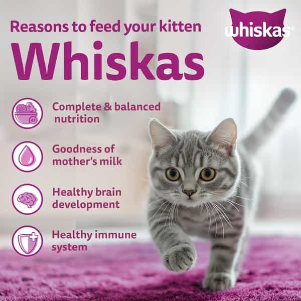 Whiskas Kitten Mackerel 1.1Kg