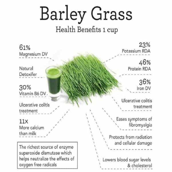 Herbal Hills Organic Barley Grass Powder Green Food Supplement (500 Gms Single Pack)