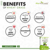 Attar Ayurveda 100% Natural Wheat Grass Powder (100 Gram)
