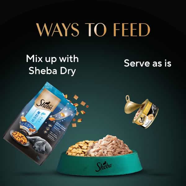 Sheba Deluxe Premium Adult (1+ Years) Wet Cat Food | Tuna And Prawns In Gravy | 85 G (Pack Of 24)