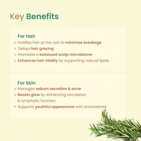 Nat Habit Pure Rosemary Essential Oil For Women & Men | Hair Growth | Hair Fall & Acne | 15ml